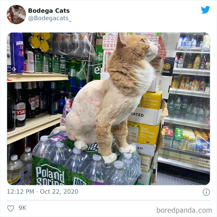 Shop-Bodega-Cats