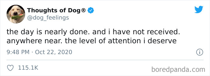 Hilarious-Dog-Thoughts-Tweets