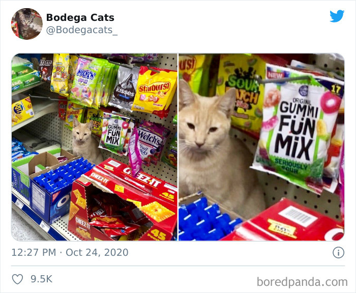 Shop-Bodega-Cats