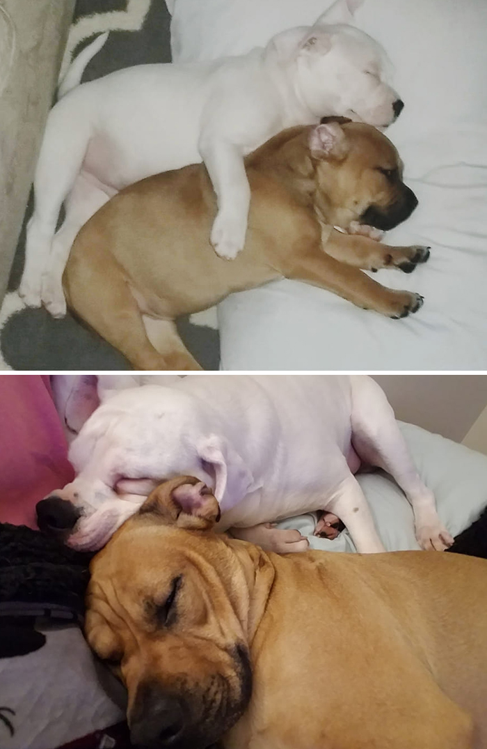 Before-After-Pet-Challenge