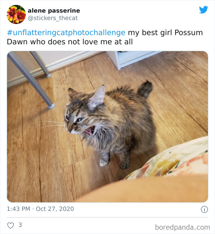 Unflattering-Funny-Cat-Photo-Challenge