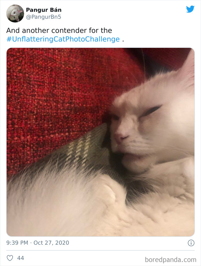 Unflattering-Funny-Cat-Photo-Challenge
