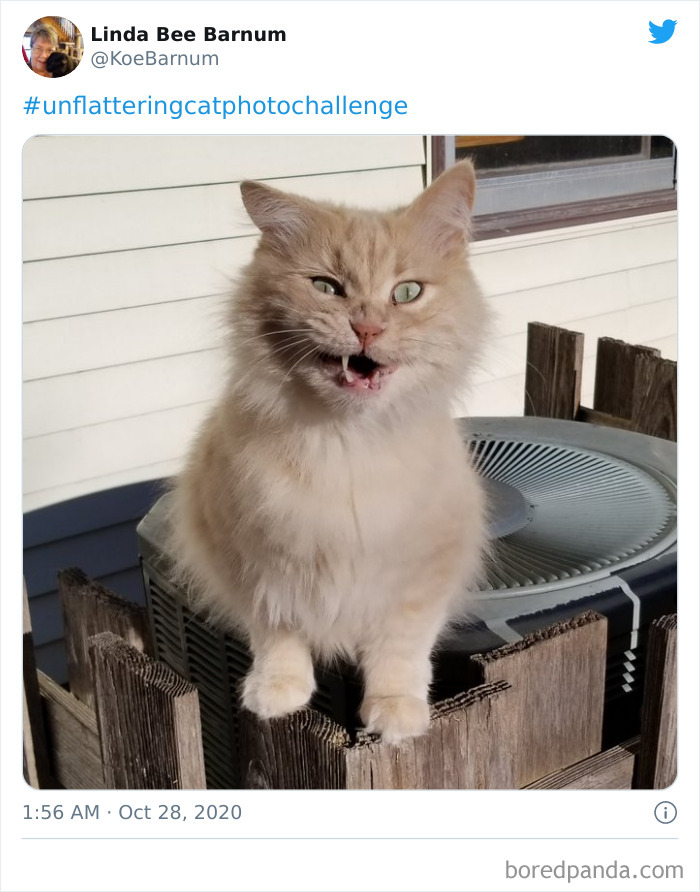 Unflattering-Funny-Cat-Photo-Challenge