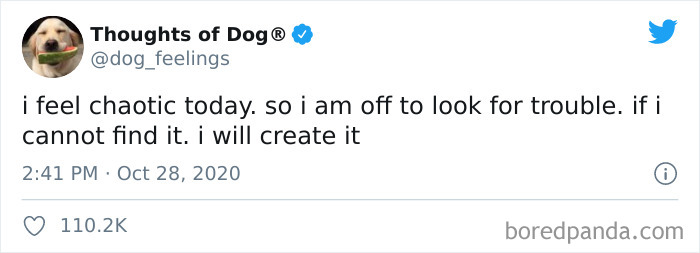 Hilarious-Dog-Thoughts-Tweets