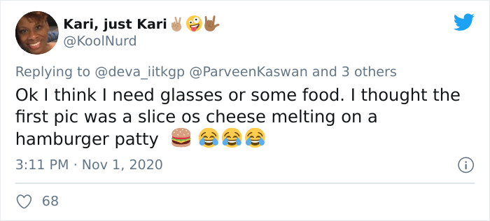 Extremely Rare Albino Turtle Was Found In India And It Looks Like A Slice Of Melted Cheese