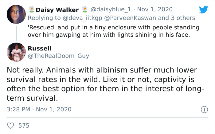 Extremely Rare Albino Turtle Was Found In India And It Looks Like A Slice Of Melted Cheese Extremely Rare Albino Turtle Was Found In India And It Looks Like A Slice Of Melted Cheese