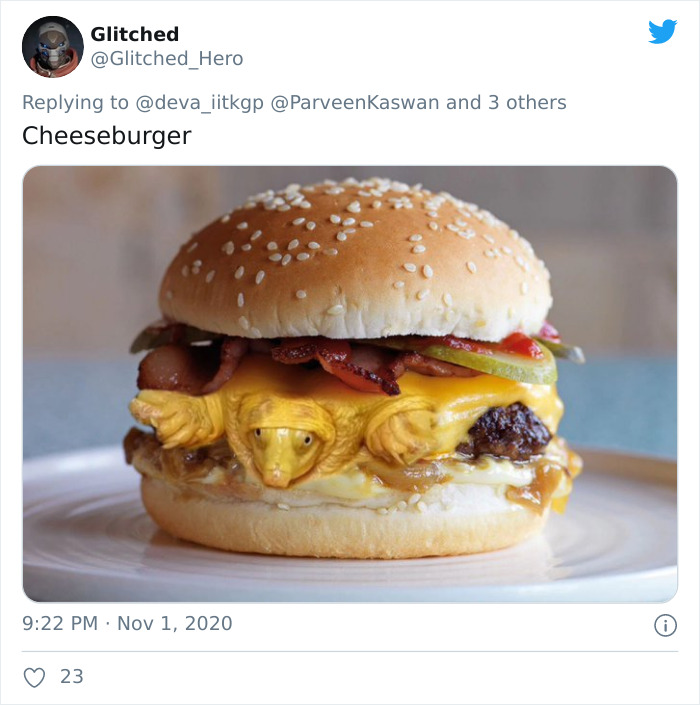 Extremely Rare Albino Turtle Was Found In India And It Looks Like A Slice Of Melted Cheese Extremely Rare Albino Turtle Was Found In India And It Looks Like A Slice Of Melted Cheese