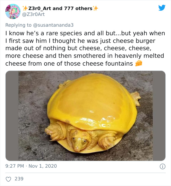 Extremely Rare Albino Turtle Was Found In India And It Looks Like A Slice Of Melted Cheese