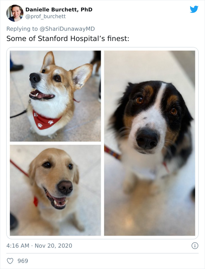 Hospital Hired A Dog Employee Whose Only Job Is To Go Around Saying Hi To Other Employees While They Work Hospital Hired A Dog Employee Whose Only Job Is To Go Around Saying Hi To Other Employees While They Work