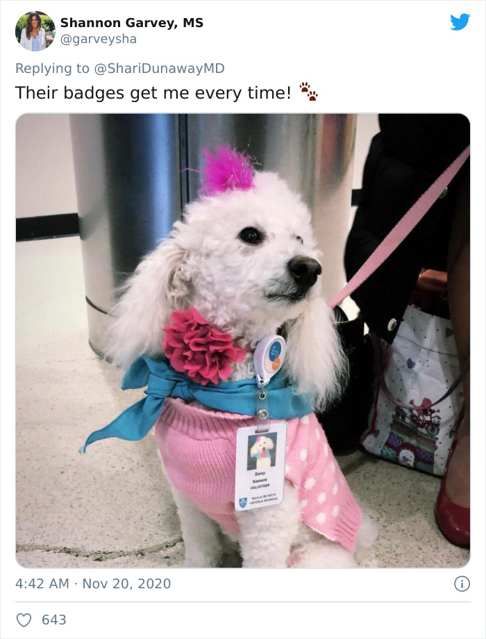 Hospital Hired A Dog Employee Whose Only Job Is To Go Around Saying Hi To Other Employees While They Work Hospital Hired A Dog Employee Whose Only Job Is To Go Around Saying Hi To Other Employees While They Work