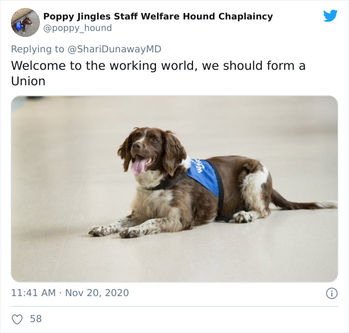 Hospital Hired A Dog Employee Whose Only Job Is To Go Around Saying Hi To Other Employees While They Work Hospital Hired A Dog Employee Whose Only Job Is To Go Around Saying Hi To Other Employees While They Work