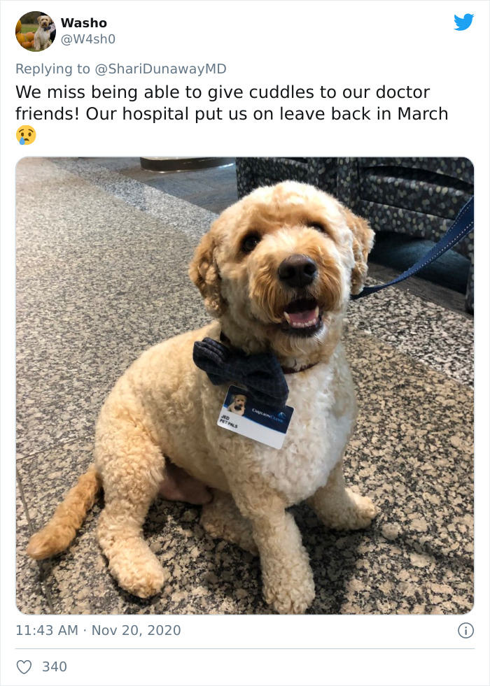 Hospital Hired A Dog Employee Whose Only Job Is To Go Around Saying Hi To Other Employees While They Work Hospital Hired A Dog Employee Whose Only Job Is To Go Around Saying Hi To Other Employees While They Work