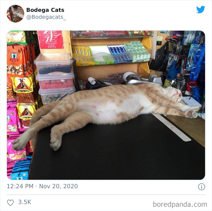Shop-Bodega-Cats