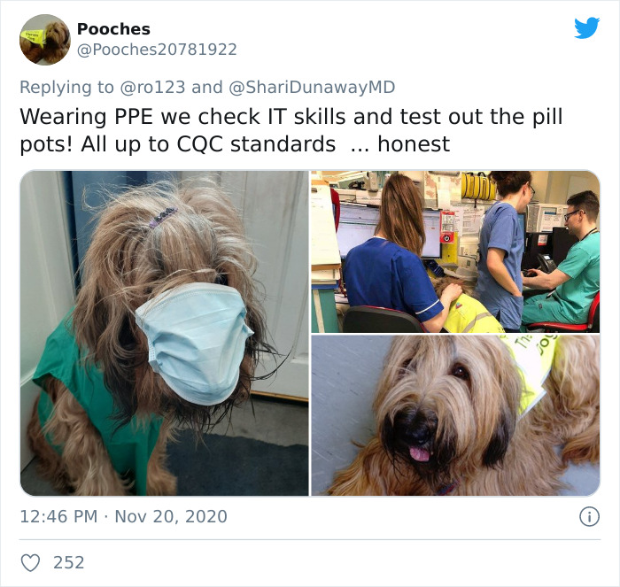 Hospital Hired A Dog Employee Whose Only Job Is To Go Around Saying Hi To Other Employees While They Work Hospital Hired A Dog Employee Whose Only Job Is To Go Around Saying Hi To Other Employees While They Work