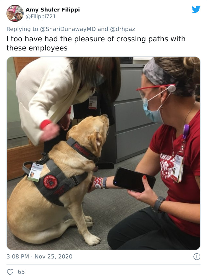 Hospital Hired A Dog Employee Whose Only Job Is To Go Around Saying Hi To Other Employees While They Work Hospital Hired A Dog Employee Whose Only Job Is To Go Around Saying Hi To Other Employees While They Work
