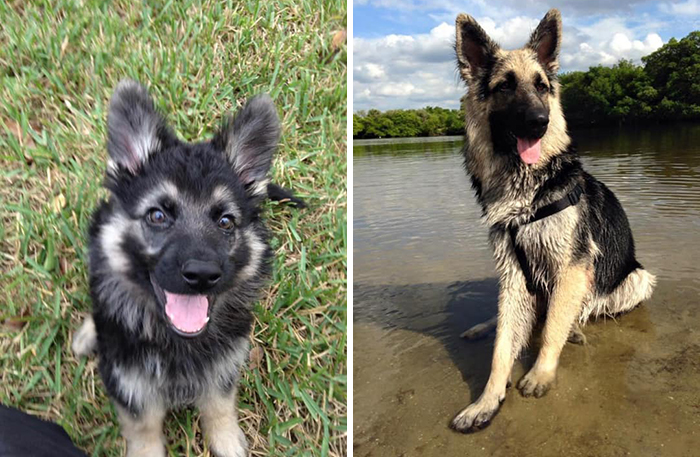 Before-After-Pet-Challenge