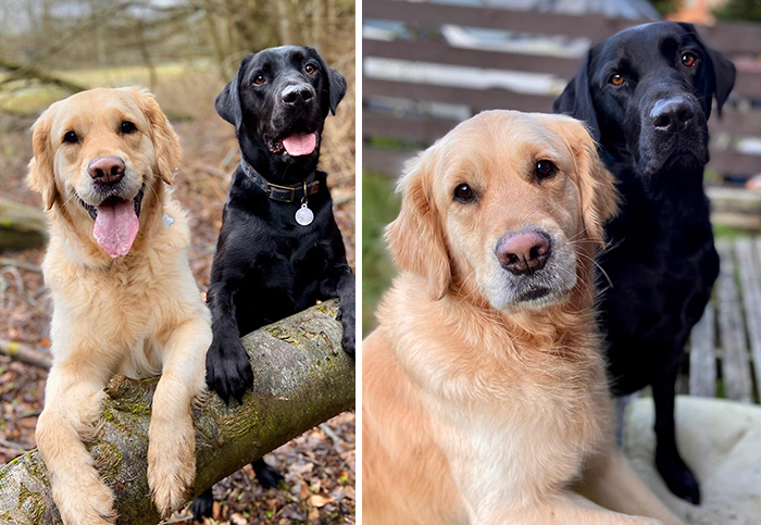 People Are Taking Part In The ‘Didn’t Want A Dog Challenge,’ And Here Are 82 Of The Most Wholesome Stories