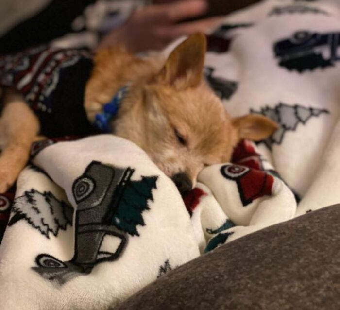 People Are Taking Part In The ‘Didn’t Want A Dog Challenge,’ And Here Are 82 Of The Most Wholesome Stories