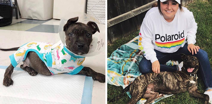 People Are Taking Part In The ‘Didn’t Want A Dog Challenge,’ And Here Are 82 Of The Most Wholesome Stories