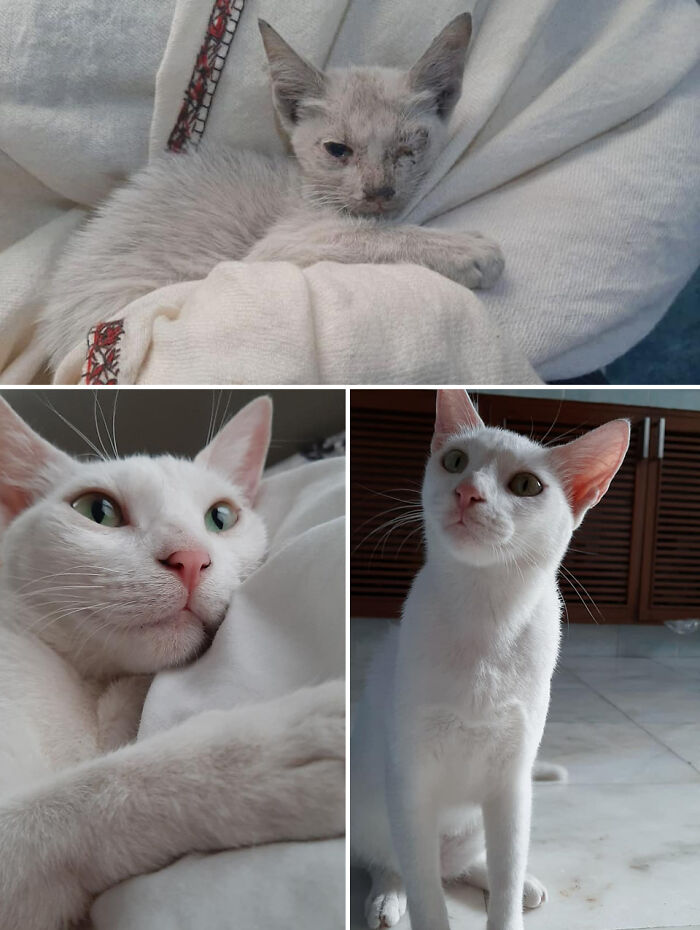 Before-After-Pet-Challenge