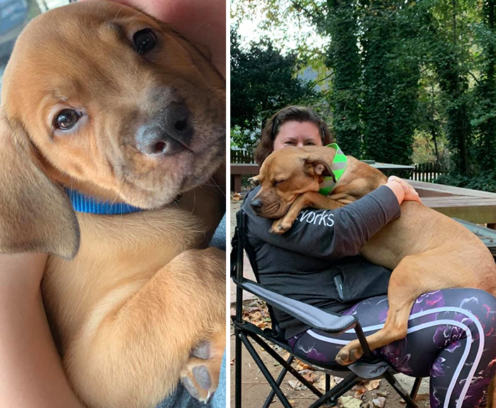 People Are Taking Part In The ‘Didn’t Want A Dog Challenge,’ And Here Are 82 Of The Most Wholesome Stories