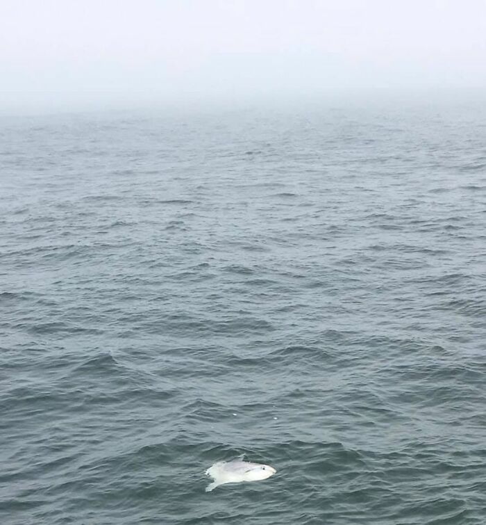 A Magnificent Mola Mola (Or Sunfish). And, No, He Is Not Dead — Despite Appearances. Funny, But The Whale-Watching Company Chose Not To Feature This Great Capture In Their Trip Photos Of The Day