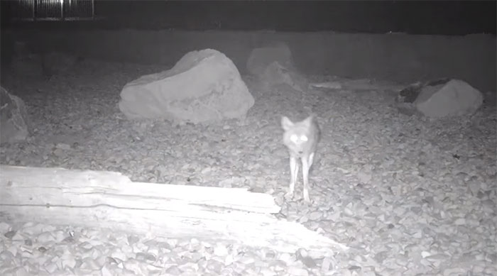 The Highway Overpass In Utah Is A Major Success And The Video Shows Many Wild Animals Using It To Avoid Danger