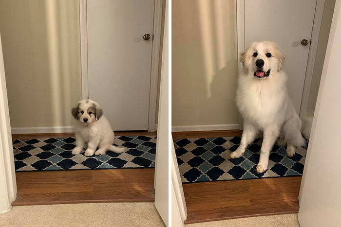 Before-After-Pet-Challenge