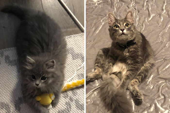 Before-After-Pet-Challenge