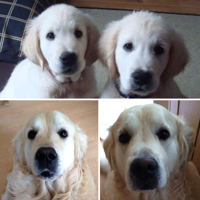 Before-After-Pet-Challenge