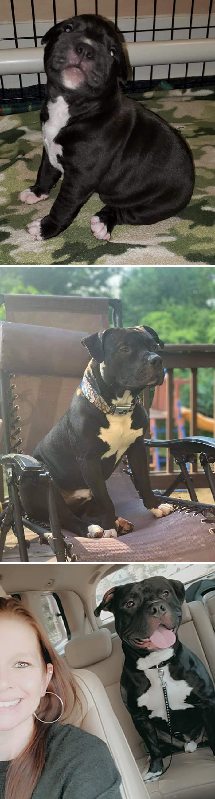 Before-After-Pet-Challenge