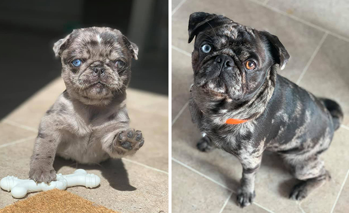 Before-After-Pet-Challenge