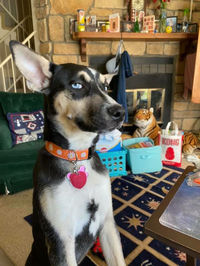 My New Puppy Foofie Bean Is A Serial Sock Snatcher & Whenever I Tell Her Off For It, This Is The Look I Get! #shameher!