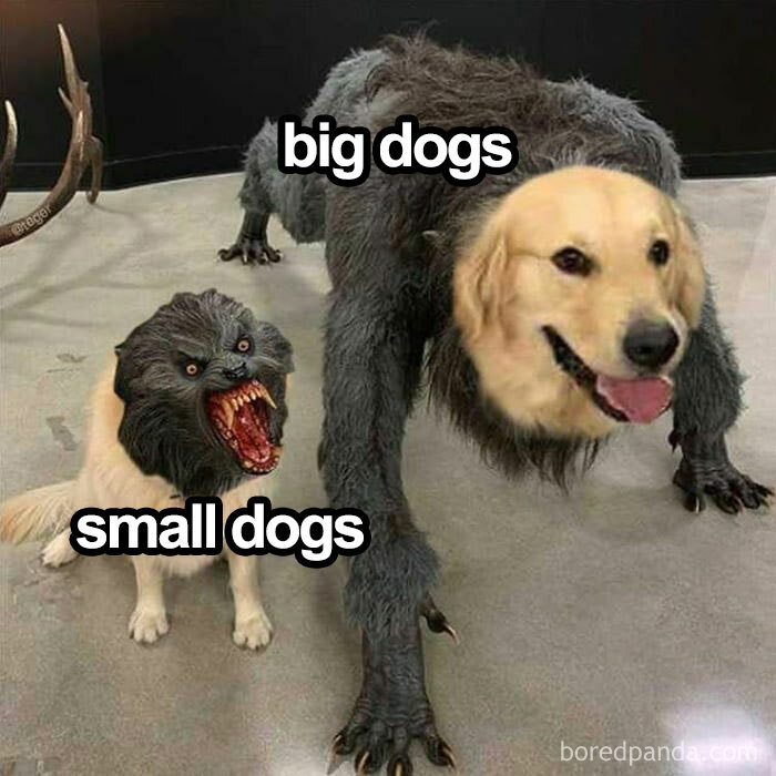 Funny dog meme showing a big dog with a cute face and a small dog with a fierce face.