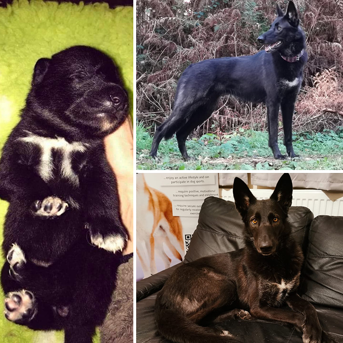 Before-After-Pet-Challenge