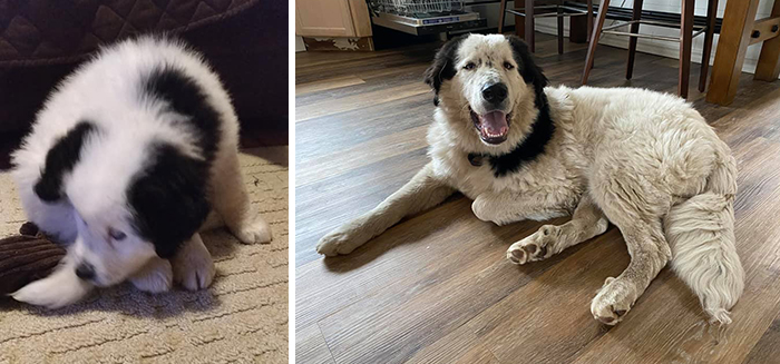 Before-After-Pet-Challenge