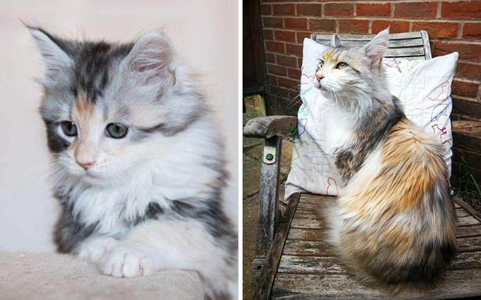 Before-After-Pet-Challenge