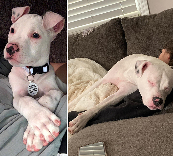 Before-After-Pet-Challenge