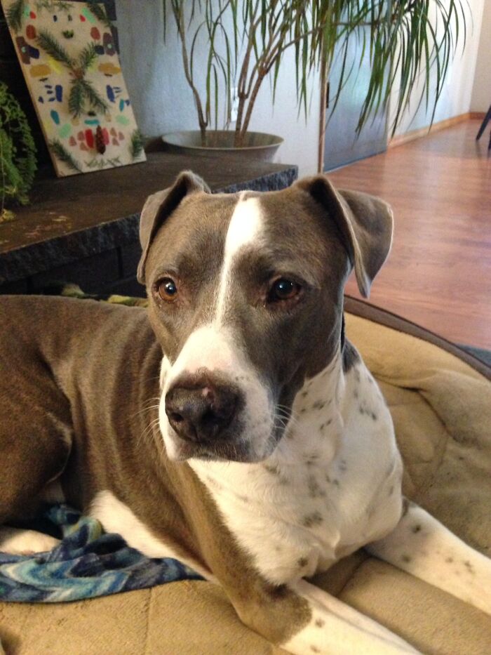 Adopted This Good Boi A Couple Years Back, Name Is Beau, From Hawaii, We Assume He Had An Abusiveish Owner, He Was Skittish Around My Dad At First. Has A Scar On His Nose From Another Dog