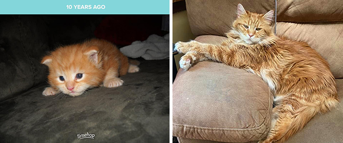 Before-After-Pet-Challenge