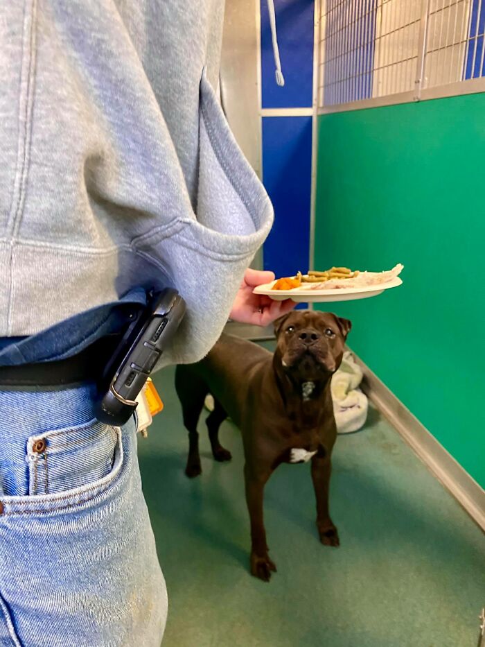Nearly 80 Shelter Animals Get Treated To A Festive Thanksgiving Meal Nearly 80 Shelter Animals Get Treated To A Festive Thanksgiving Meal