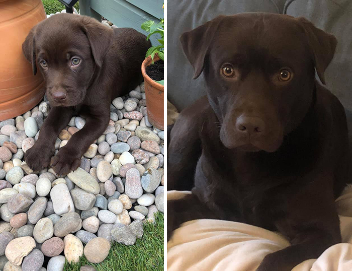 Before-After-Pet-Challenge