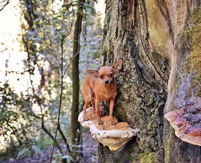 Photos-Dogs-Standing-On-Mushrooms