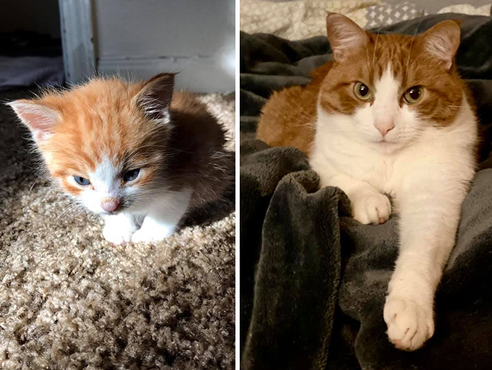 Before-After-Pet-Challenge