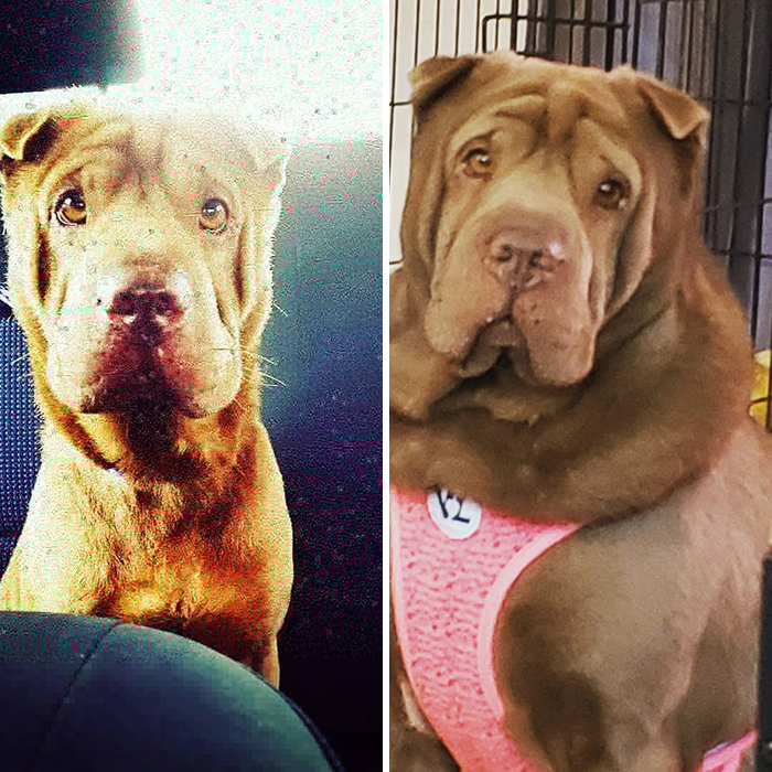 Before-After-Pet-Challenge