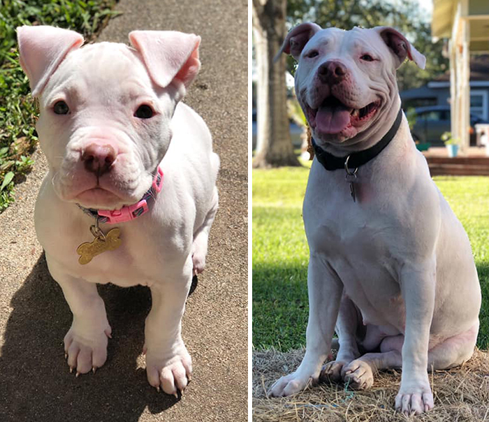 Before-After-Pet-Challenge