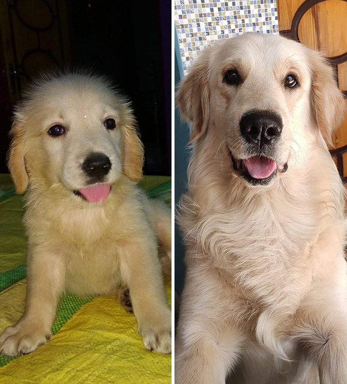 Before-After-Pet-Challenge