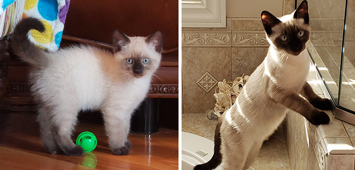 Before-After-Pet-Challenge