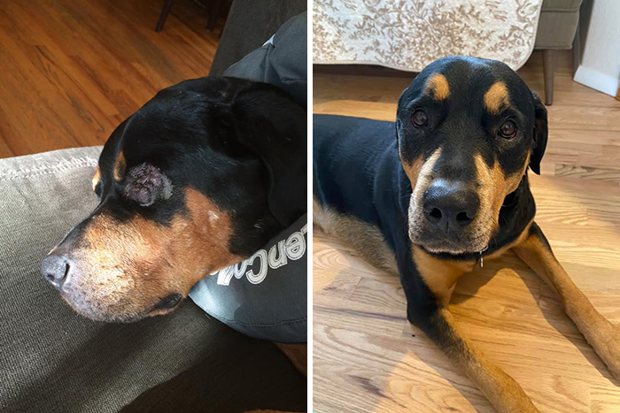 Before-After-Pet-Challenge