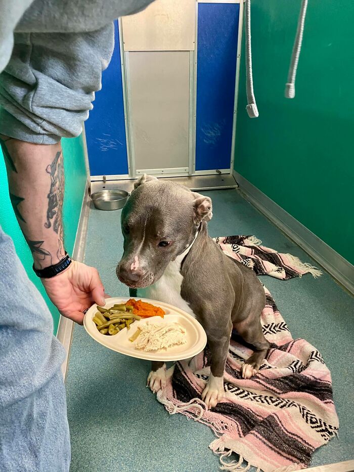 Nearly 80 Shelter Animals Get Treated To A Festive Thanksgiving Meal Nearly 80 Shelter Animals Get Treated To A Festive Thanksgiving Meal